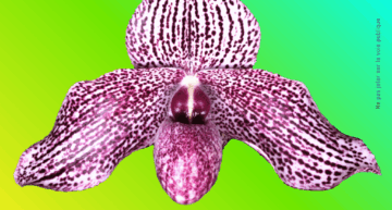 Exposition Orchidée 91 à Ballancourt (91) – novembre 2026