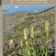 L&rsquo;Orchidophile, extraits gratuits n°249 (juin 2026)